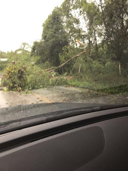 SusanaFlete's tweet photo. Ráfagas del #HuracánMaría tumban algunos árboles y vallas en Bávaro, La Altagracia https://t.co/gFDOKJ76wD