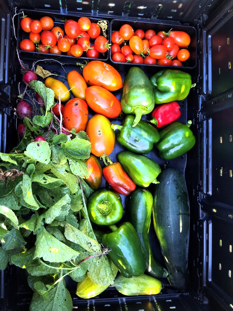 anie2091's tweet photo. garden day! @SMHSSTEM @CarrieMarcum @MrsBarkerSays https://t.co/1EsjhJ2N0a