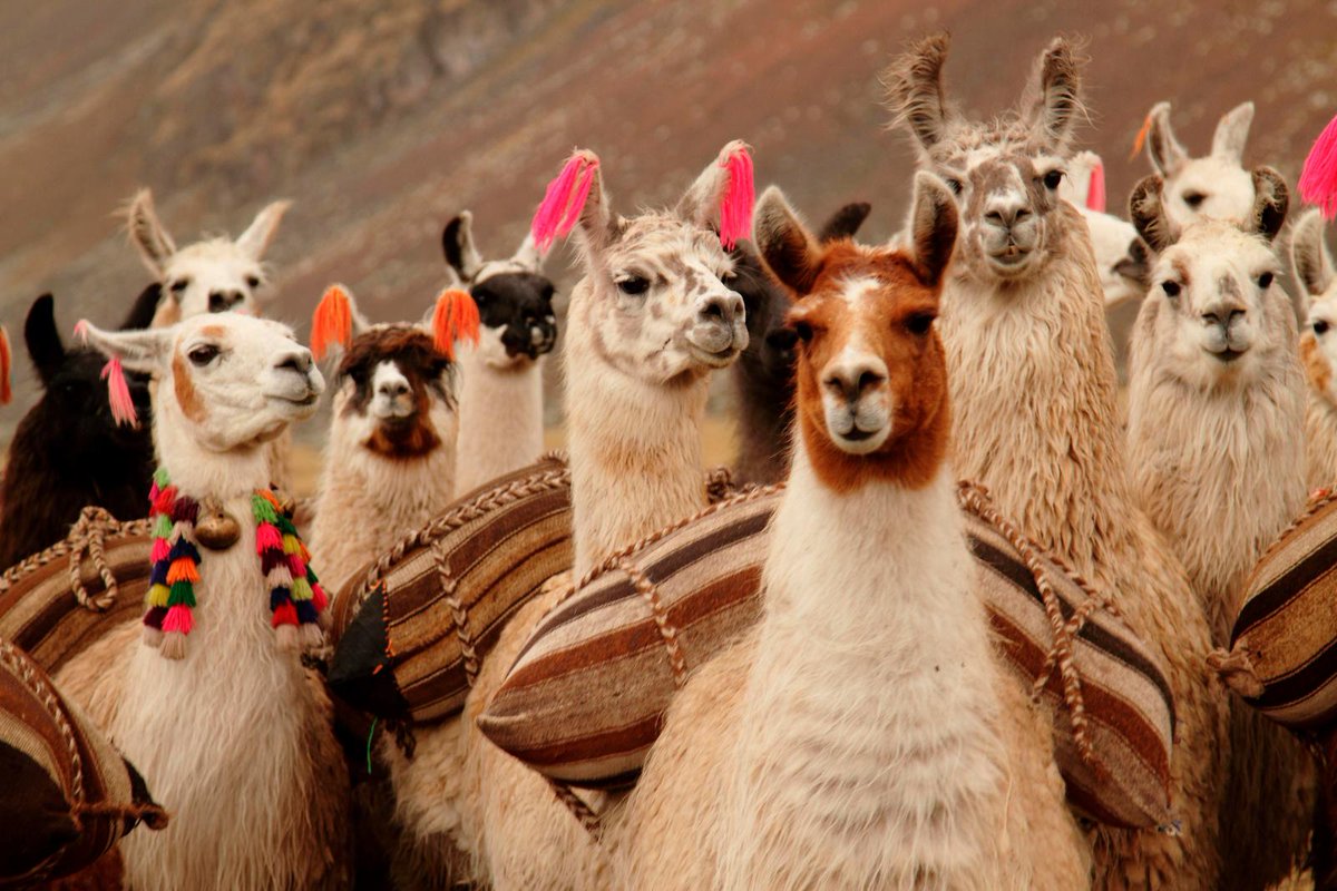 Very excited to announce our #new #cycling trip to #Peru! #MachuPicchu, Lake Titicaca and much more, book now bit.ly/2wIVIRO