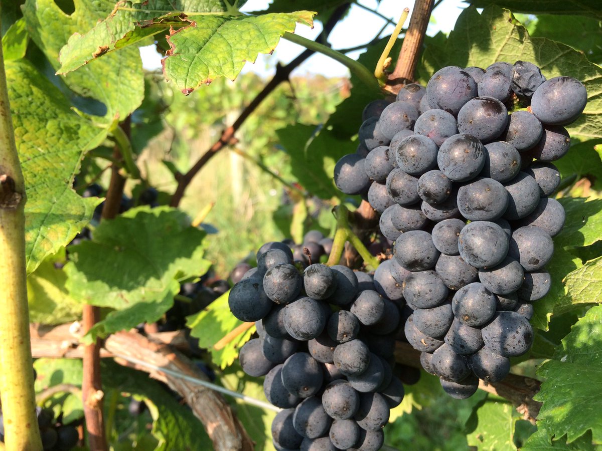 This heat is ripening up the vineyard fast! Any day now ... 
Open thurs-sun #harvest17 #smallbatch #inaspherewines #farmwinery #estatewinery