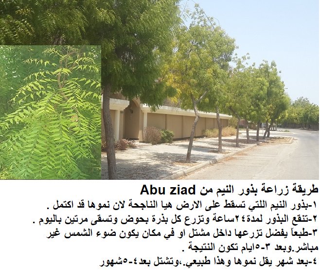 بنك البذور On Twitter طريقة زراعة شجر النيم من Abu Ziad