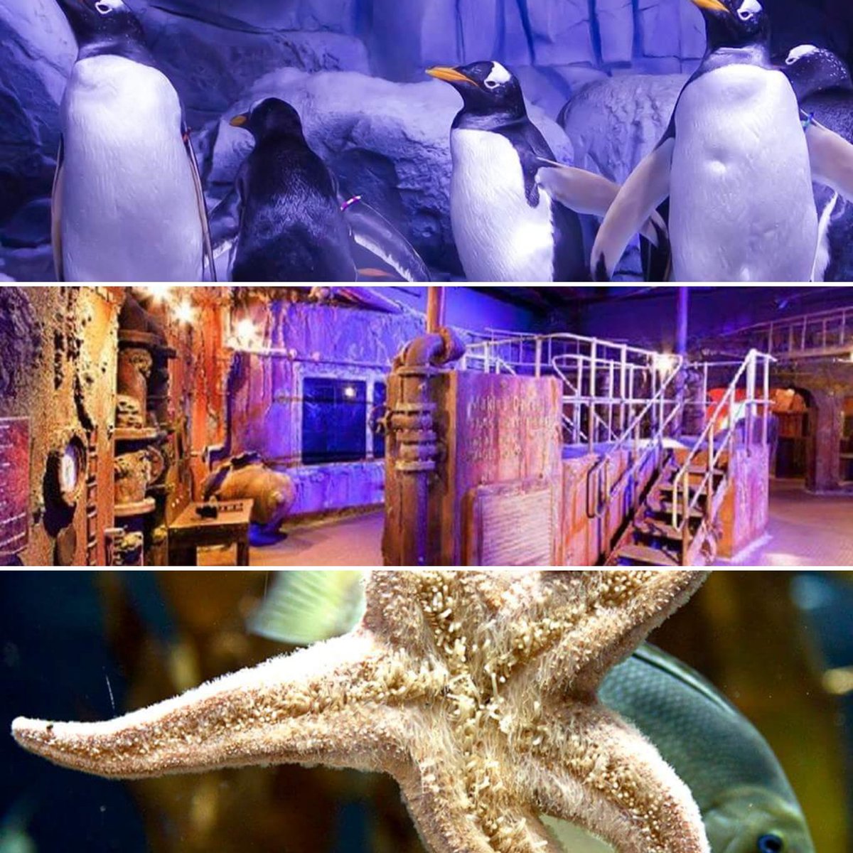 Hafta sonu dünyanın en büyük tematik akvaryumunu gezmeye ne dersin ? Biletler Eglenje.com/istanbul-akvar… adresinde. #istanbulakvaryum