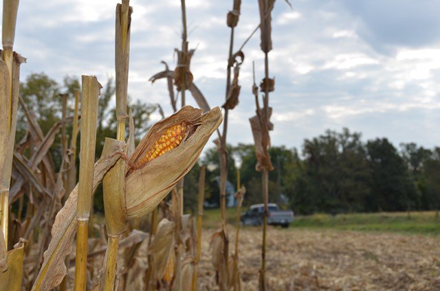 Corn Belt a Mix of Optimism and Skepticism on Yield ow.ly/CvrK30fhr9Q
<a href="/AgWebEditor/">AgWeb Editors</a> #Corn