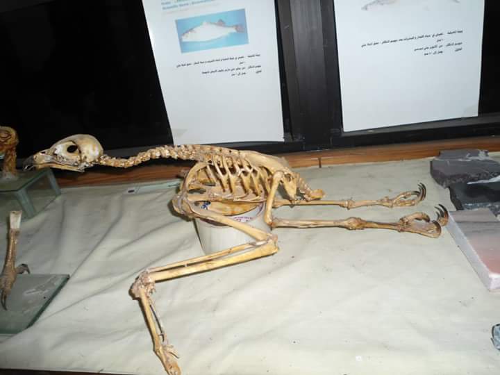 EgyptInPhotos's tweet image. #PortSaid Ashtoum el-Gamil is touted to be a major stop for the migratory birds

*But Did u hear about #Tennies b4?🙋
#Protectorate #Egypt