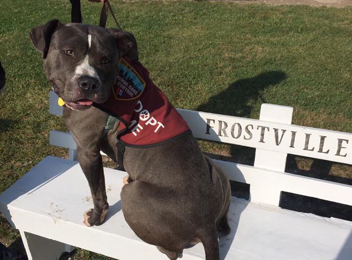 #CITYDOGS around #CLE 

Come see us at <a href="/FrostvilleMkt/">Frostville Market</a> on Saturday (9/23) from 9-1pm! #adopt #dogsofcle