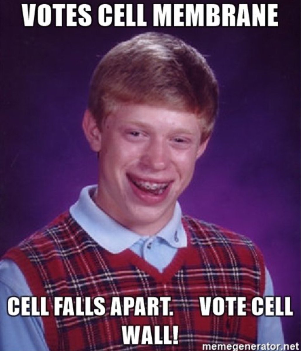 cellwallwars12's tweet photo. looks like the cell wall can’t hold itself together #organellewars #votecellwall @Liv2luvLorenz https://t.co/w6ToZGwPAZ