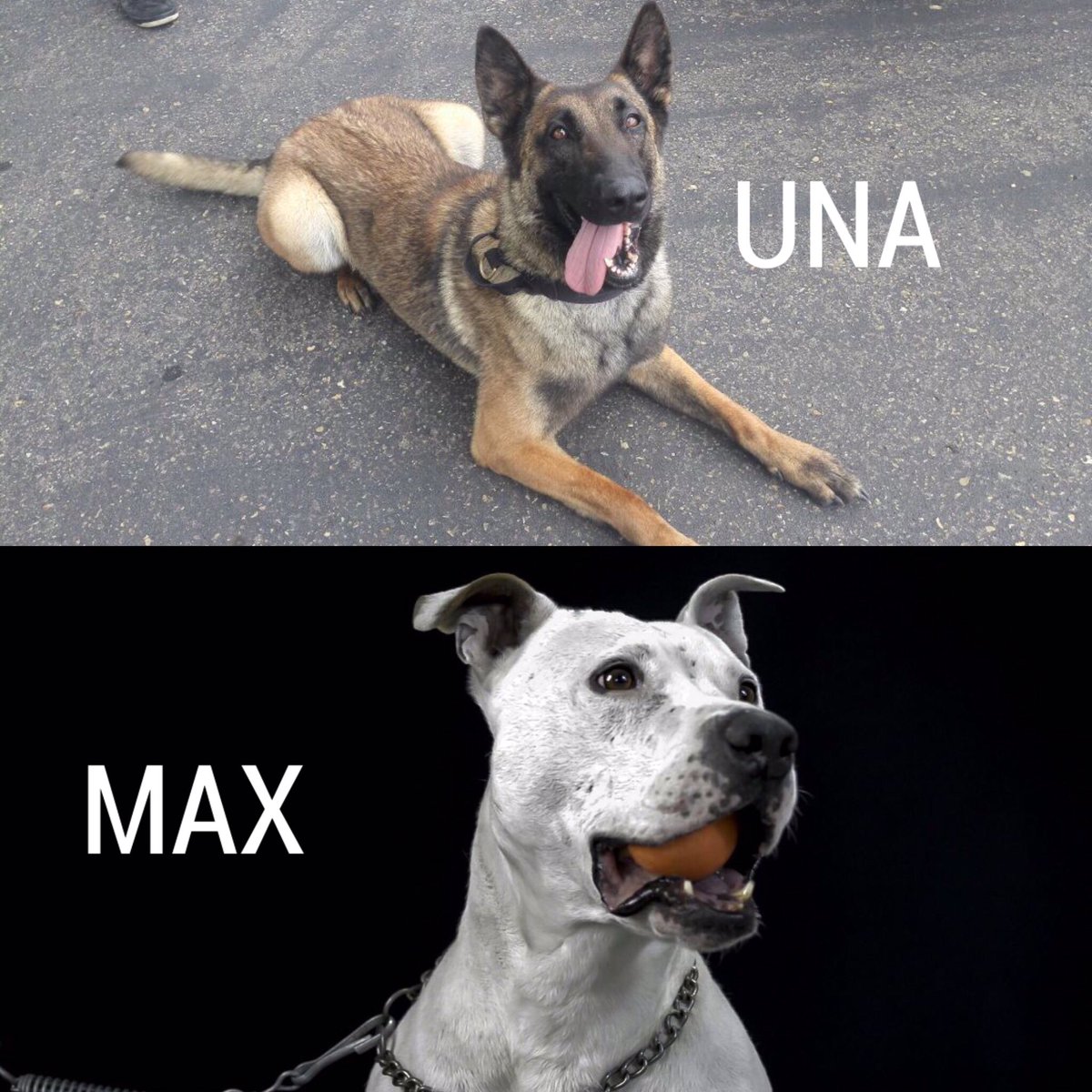 Bogota's tweet photo. Ellos son Una y Max, los caninos de Bomberos de Bogotá que darán su apoyo en labores de búsqueda y localización de personas atrapadas en 🇲🇽 https://t.co/Qxqcdv2Uj3