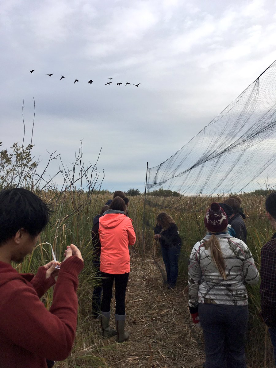 Great visit @OakHammockMarsh with the #BiologyofBirds class from @umanitoba! Thank you so much to Paula Grieef for hosting us! #ornithology
