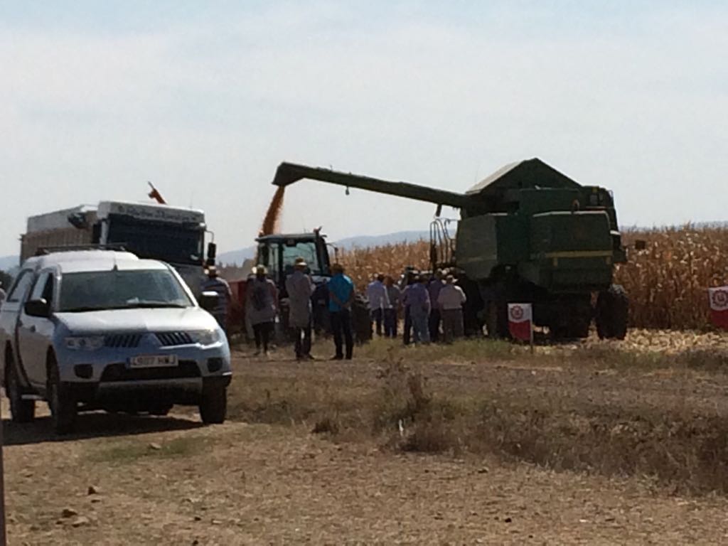 IsabelPerezBa's tweet photo. Día de cosecha de #maíz con agricultores en Porzuna, súper contentos con los resultados! Un ole por las nuevas variedades LG!! @LGSeedsES https://t.co/9GRkmqlGxS
