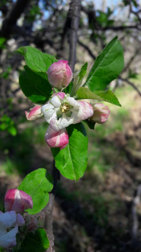 #FelizPrimavera
Te mostramos la belleza natural de las chacras del Valle, donde los frutos están floreciendo!
#BuenJueves #manzanas #peras