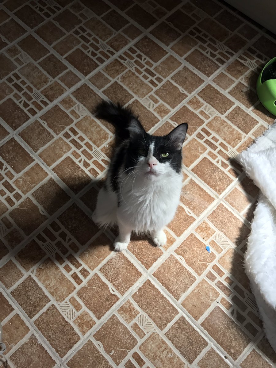 soft0paws's tweet photo. بوبو
قط ذكر 
للتبني بالمدينه ، جده ، الرياض ، الدمام
اجتماعي ولعوب
لا يتقبل القطط الاخرى ابدا https://t.co/KgHUMMH2z8