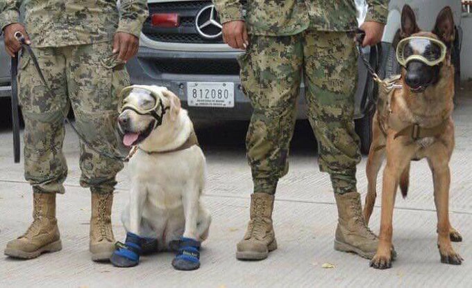 Погледај слику на Твитеру