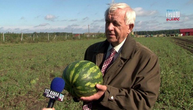 lovegrodno's tweet image. Урожай арбузов собрали гродненские аграрии dlvr.it/PpVxx1