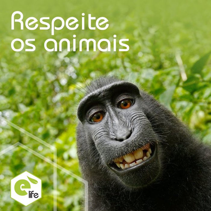 Echolifenarede's tweet image. Não alimente os animais silvestres! Cada animal tem uma dieta própria e pode não reagir bem à comida dada por você . #SejaLegal #Echolife