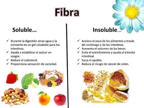 Fibras en las heces Fibras en las heces