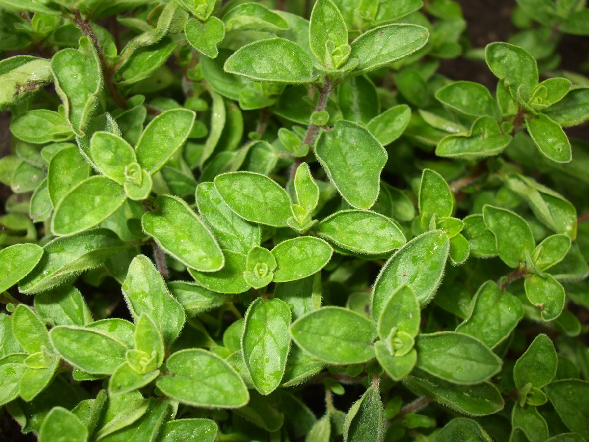 TrueHealth_Show's tweet image. Oregano contains anti-oxidants which protect your cells from stress and toxins.
#healthtip