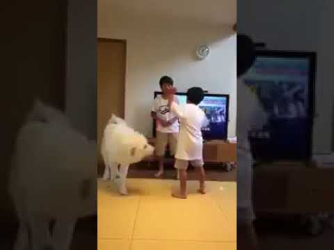 犬がしがみついて止めようとしているように 犬がしがみついて止めようとしているように