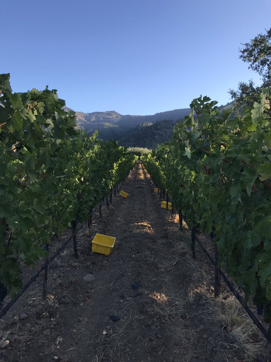 Harvest at Eisele this morning