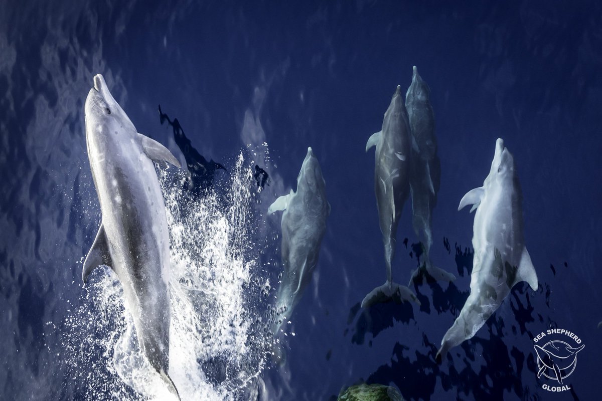 MVSamSimon's tweet image. Check out our latest Instagram post! 
The MY Sam Simon crew enjoyed the company of beautiful dolphins this morning.
(📷 Alejandra Gimeno)