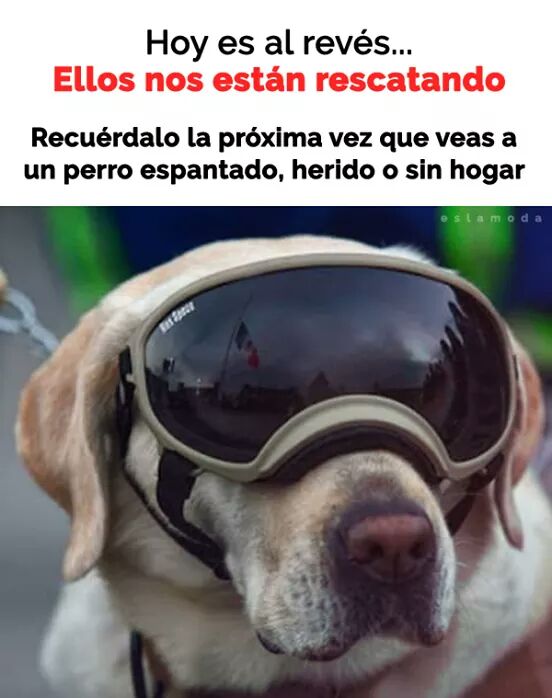 karisabello's tweet photo. Necesitamos también de ellos, es una coexistencia, ámalos y protégelos.....Hoy es al revés 
#perrosrescatistas
#AmoAFrida https://t.co/UvAq2iKdXK