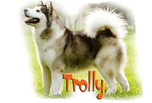 Diseña la camiseta con tu mascota seriesweb.net/disena-la-cami…