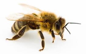 Adam's Pest Solution tweet media