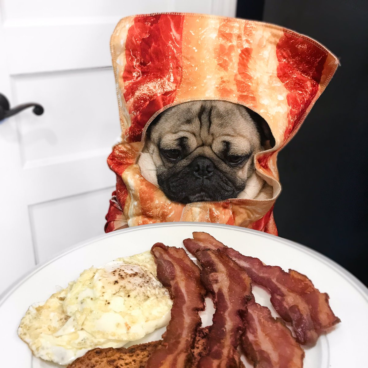 itsdougthepug's tweet photo. I just really love bacon, okay? https://t.co/lQQ0XCzoUT