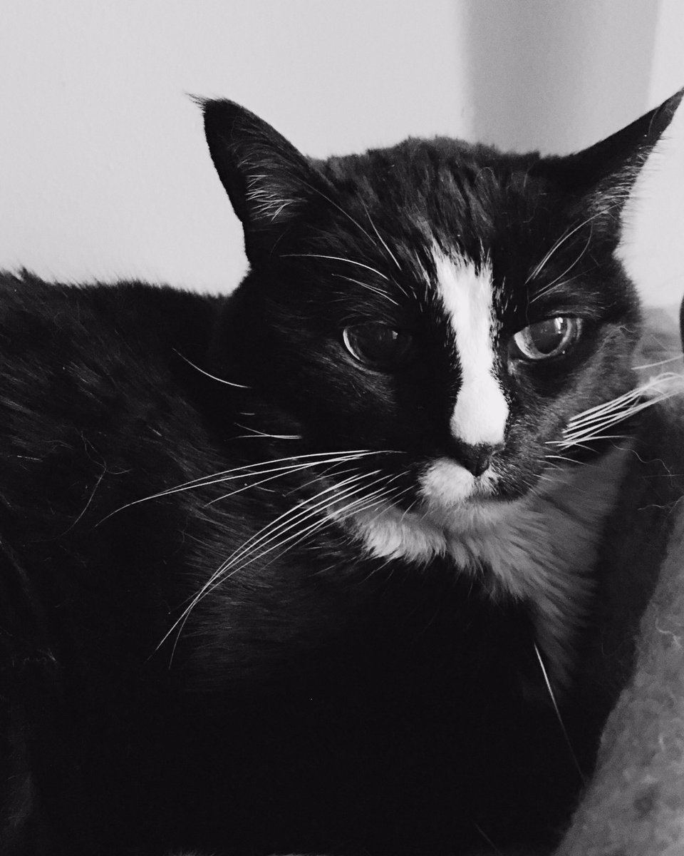 My lil babe got put down today 😔 we got her when I was five years old and she went peacefully and is no longer in pain but I'm heartbroken.