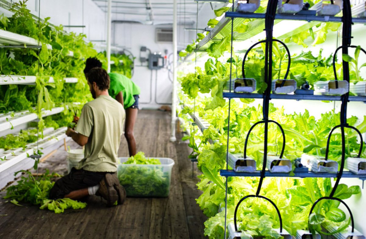Look at what you can #grow inside your shipping #container #garden system!