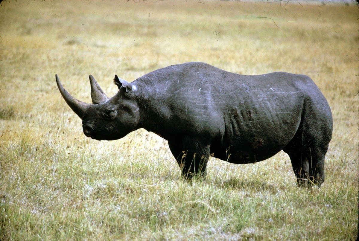 are rhinoceros extinct