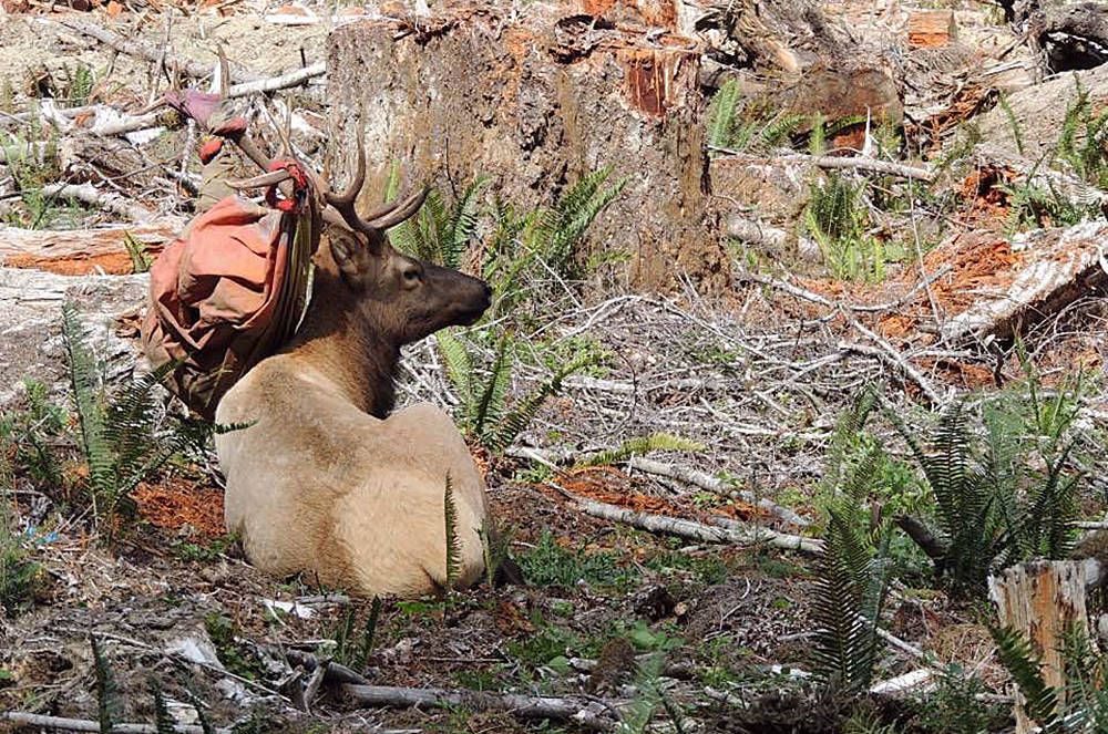 Famous elk back with new headgear on Vancouver Island dlvr.it/PpZv7K #yyj https://t.co/nhjl6irpPG