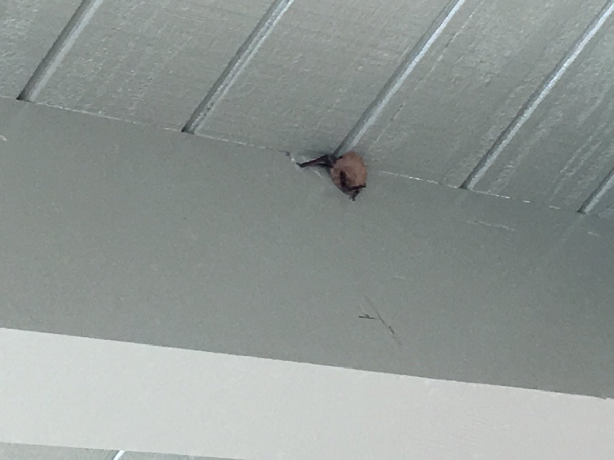 KennethLCho's tweet photo. Mild form of excitement for all just outside my classroom! #3RScholars #alisalstrong #batmadness https://t.co/sAWWpocjBT