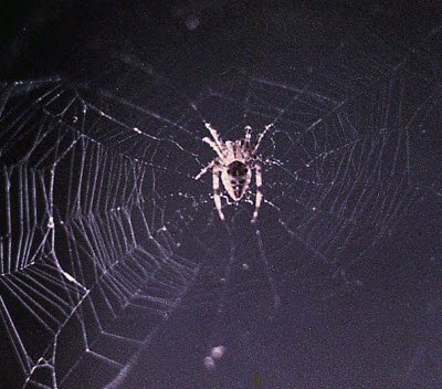 MerlinsPest's tweet image. Check out our blog on why there are so many spiders. merlinspestcontrol.com/why-do-we-see-…