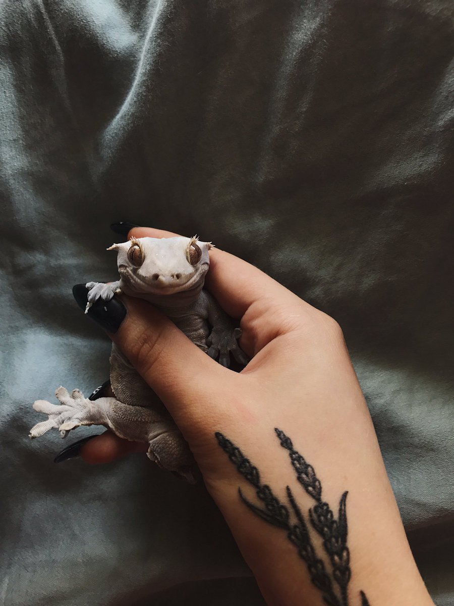 taylorndean's tweet photo. I am a mother of dragons rip off https://t.co/pJfhQbfBbn