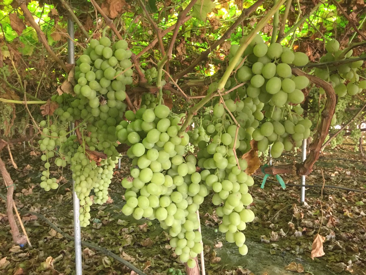 Quiedan's tweet photo. Autumn is king with Autumn King table grapes. Best eatin' fresh grapes around...#becauseeverythinggrowsbetterwithstructure! https://t.co/ixhoxDael4
