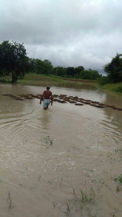gaurav_kochar's tweet photo. Due to Heavy #rain in #India (Madhaya pradesh) state damaged #kharif crops #urad #matpe @PMOIndia @RadhamohanBJP @AgsPlayers @EconomicTimes https://t.co/e6z1QBZFaw