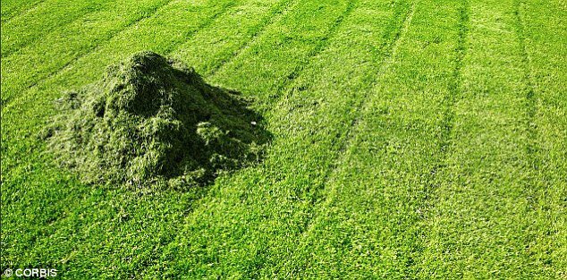 This is all we can tweet these days #grass