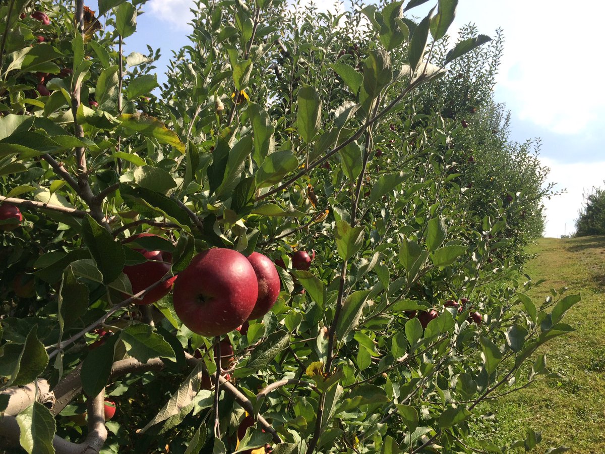 These Jonathan apples are itchin for your pickin this weekend! U-pick starts Saturday with Jonathan! #Fallfest2017 #PAapples