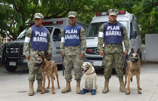 Alejandrajavila's tweet photo. Se necesitan botitas para perros rescatistas en México #perrosrescatistas #sismo #TerremotoEnMexico #FuerzaMexico #speedog #doggiedoor 🐶🙌 https://t.co/1c4W7VefCz
