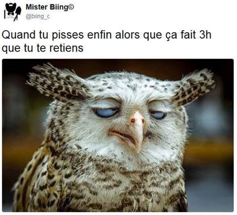 Gifman Humour Chouette Hibou Animaux T Co Cwwhkdmee5 Twitter