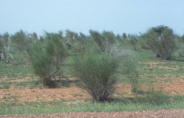 شجرة المرخ واستخداماتها و طريقة زراعتها بوابة وادي فاطمة الالكترونية