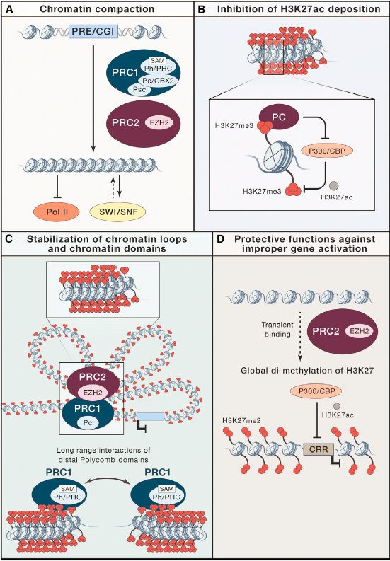 generegulation's tweet photo. Genome regulation by Polycomb and Trithorax: 70 years and counting [Leading Edge Review] https://t.co/QOSYOV36rG https://t.co/ELJC59PSlQ