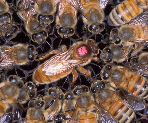 JuAnDaCamp's tweet photo. La meliponicultura es una práctica innovadora, con la crianza de abejas sin aguijón nativas, para extracción de miel y cera. #BioUSFQ https://t.co/cqGxLz3rck