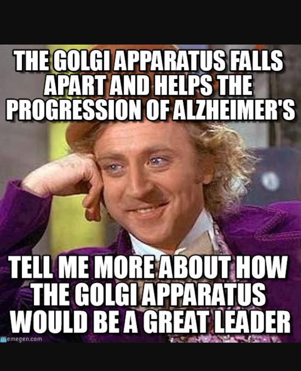 cellwallwars12's tweet photo. In the brain cells of Alzheimer's patients the Golgi apparatus seems to fall apart  #organellewars #votecellwall @Liv2luvLorenz https://t.co/Cir3PlUScC