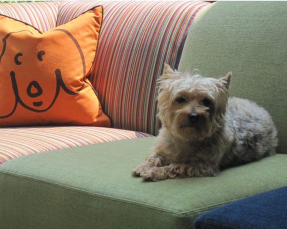 Slobproof's tweet image. Are your dogs taking over your home? Find out how to design a pet-friendly home. ow.ly/w6Q030e3qUD