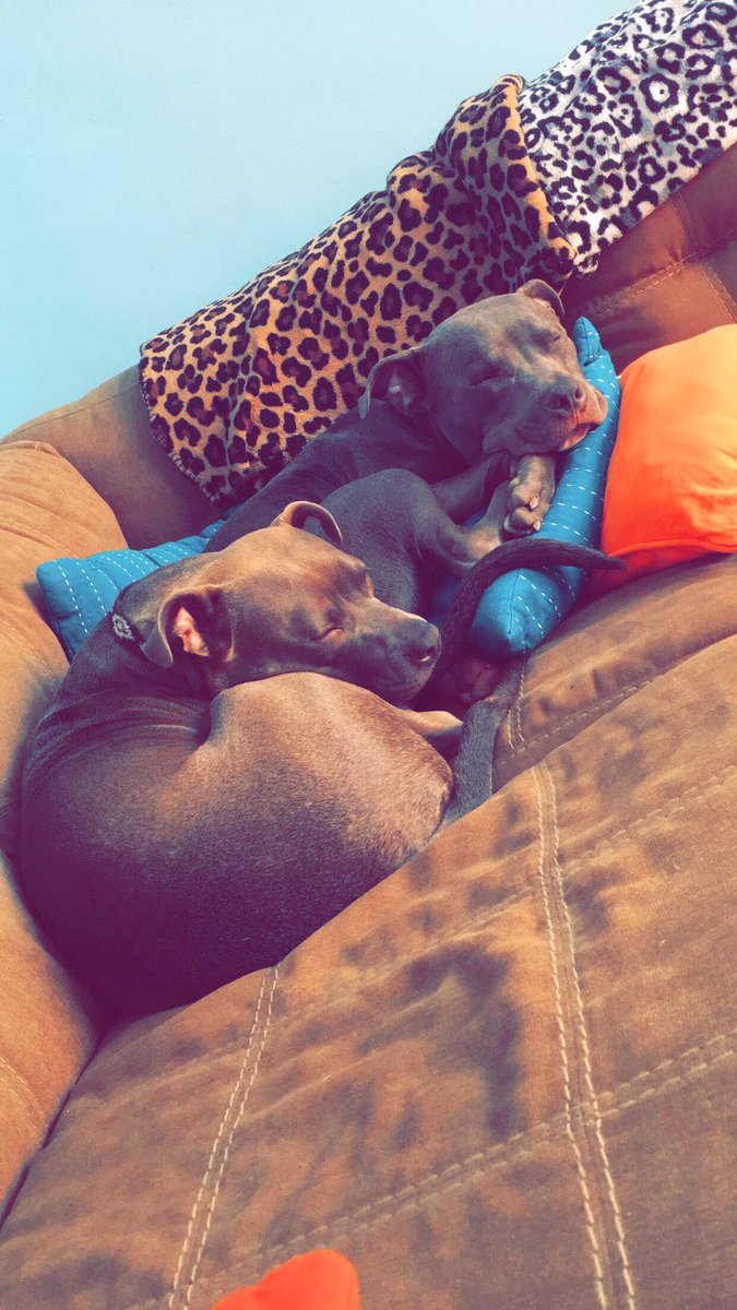 AlohaWhitney's tweet photo. Thursday afternoon naps are life. #happyplace #maxandjack #pibbles https://t.co/rmgazewzYb