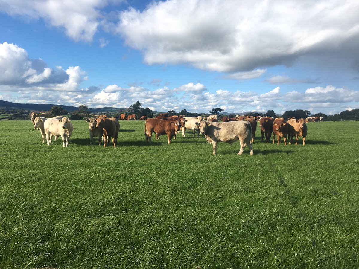 kagrimccann's tweet photo. Had a great evening with the team from #slaneymeats &amp; @bordbia #origingreen with their Chinese visitors to see our cows and beef cattle https://t.co/3meZD4POB9