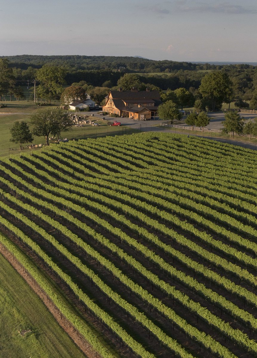 The first and oldest vineyard block is our 2.8 acres of #Viognier planted back in 2009! #VaWine #VaWineChat