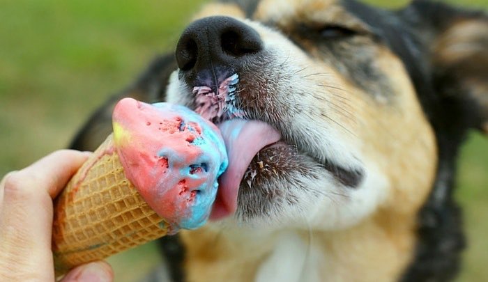 Thanks for the follow <a href="/NBaverstock/">Nigel Baverstock</a> I would like to discuss our club fine, but here's a pic of a dog eating ice cream instead