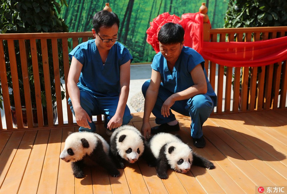 China's Shaanxi Province launched a naming campaign Thursday, asking fans to name its three newest #panda cubs. bit.ly/2hn2reN